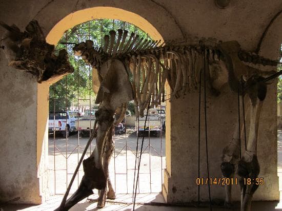 Musée National N'Djamena