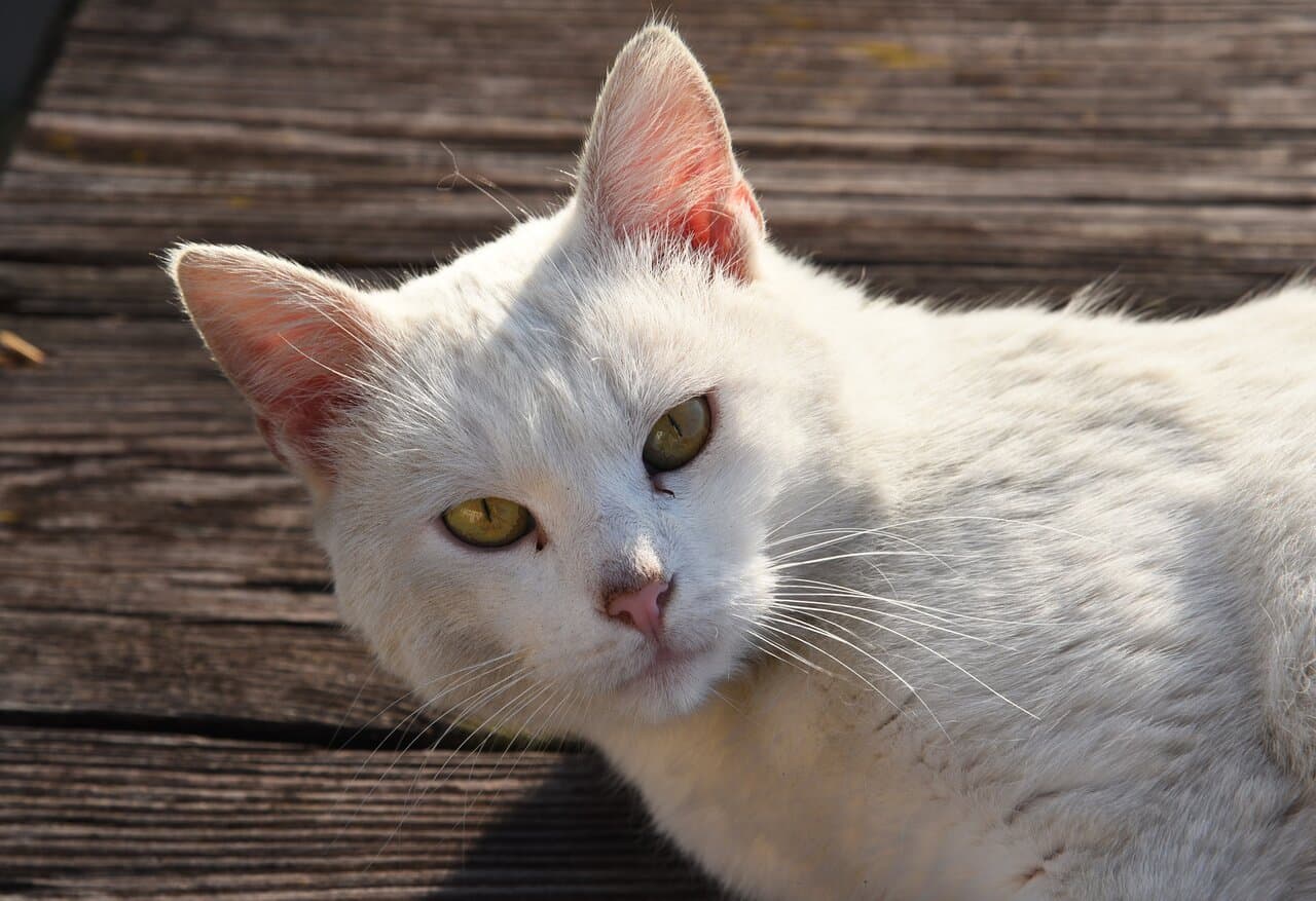 Travel to homyel’, Belarus