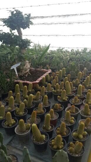 Travel to arāk, Iran