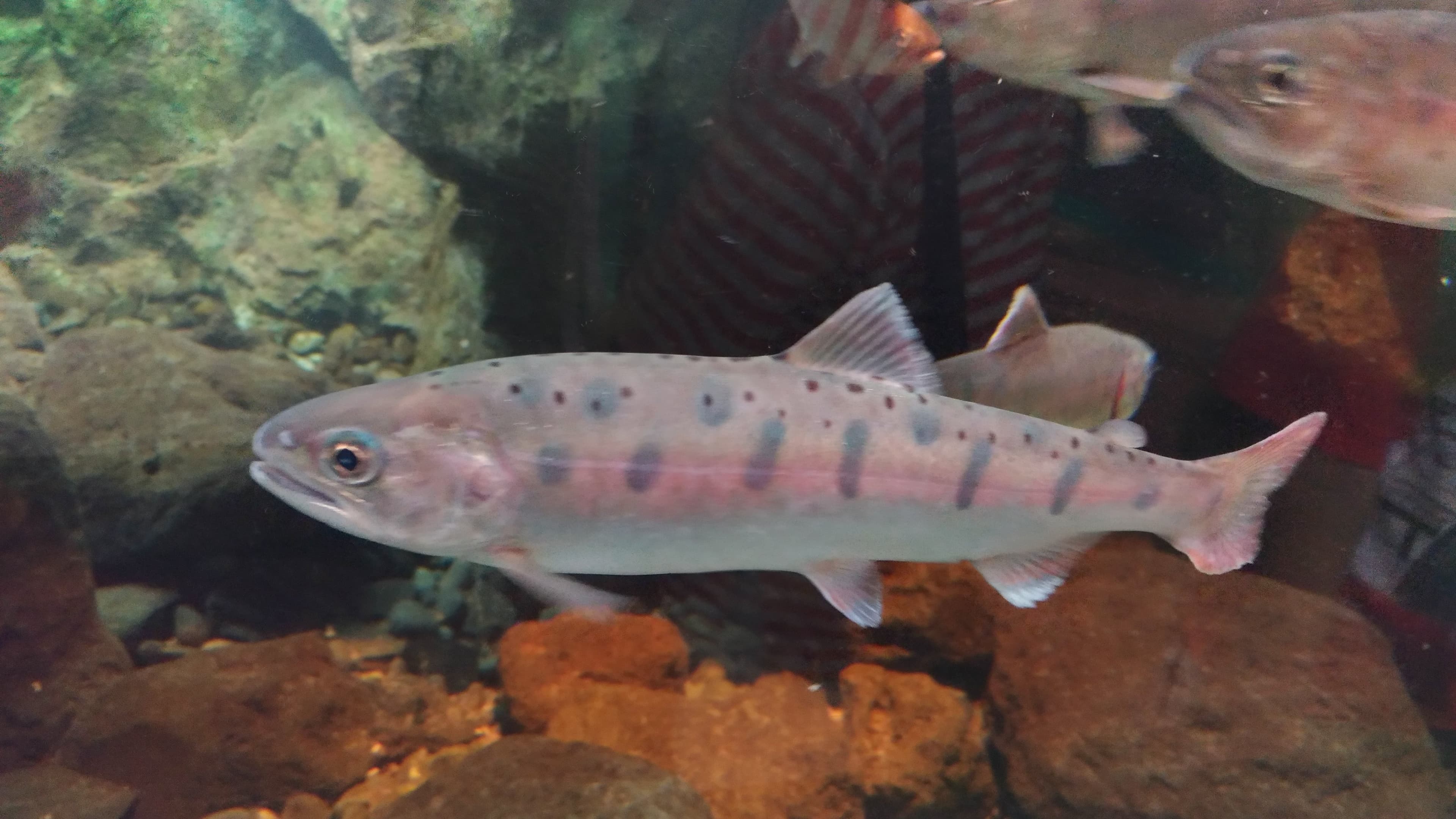 Sagamihara Garrison Museum