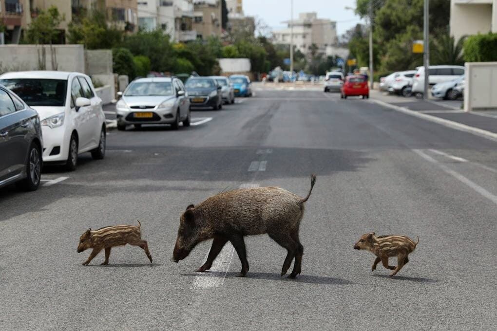 Travel to haifa, Israel