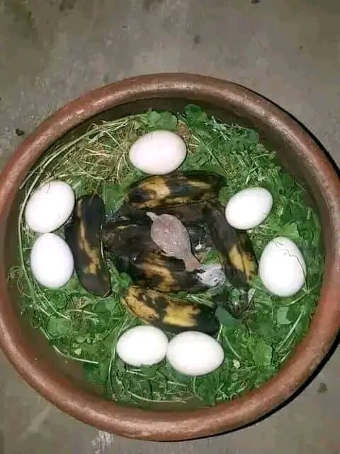 Travel to donga, Benin