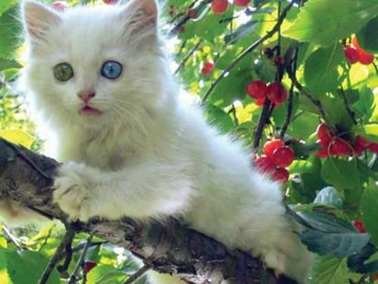 Travel to van, Turkey