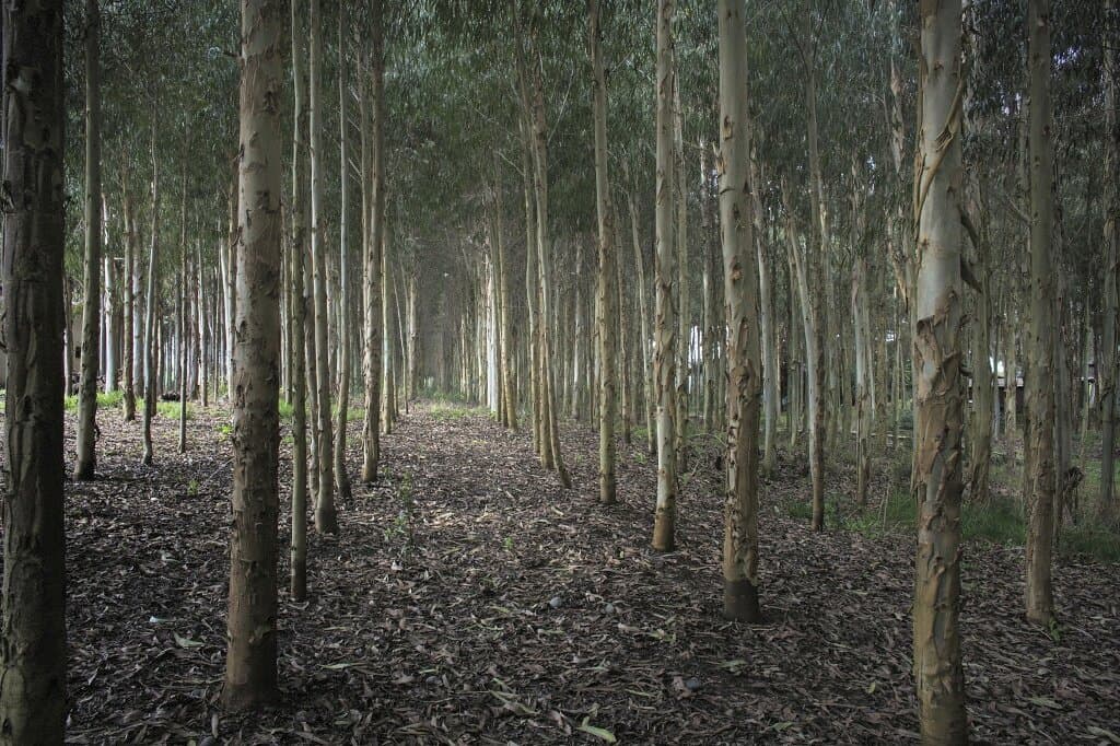 Travel to araucanía, Chile